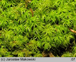 Tortella tortuosa (kędzierzawka pospolita)