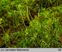 Tortella tortuosa (kędzierzawka pospolita)