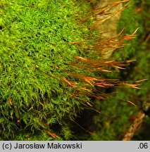Tortella tortuosa (kędzierzawka pospolita)