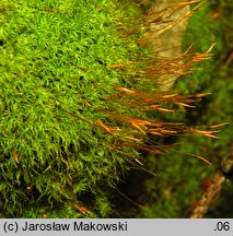 Tortella tortuosa (kędzierzawka pospolita)