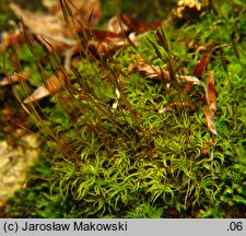 Tortella tortuosa (kędzierzawka pospolita)