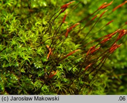 Tortella tortuosa (kędzierzawka pospolita)