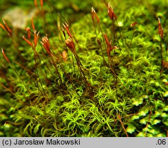 Tortella tortuosa (kędzierzawka pospolita)