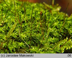 Tortella tortuosa (kędzierzawka pospolita)