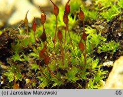 Tortula lanceolata (brodek lancetowaty)