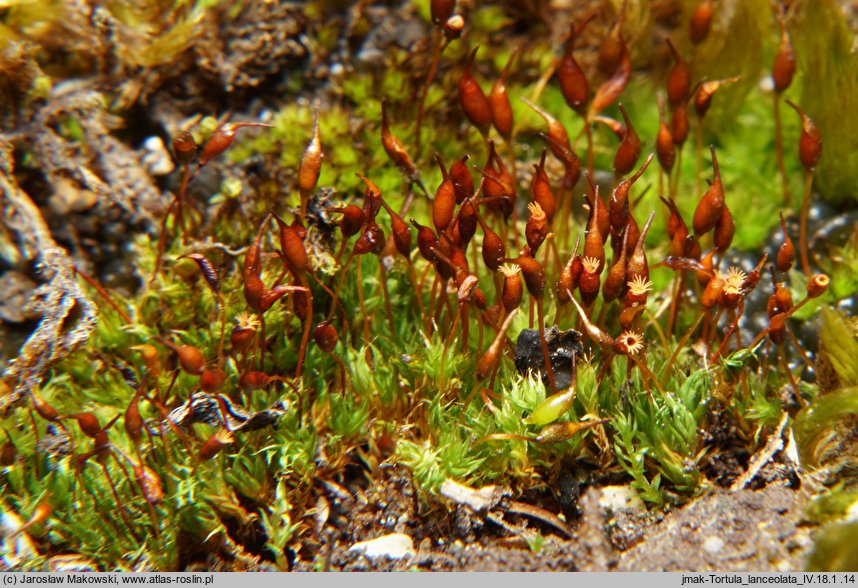 Tortula lanceolata (brodek lancetowaty)