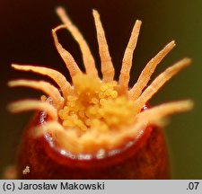 Tortula lanceolata (brodek lancetowaty)