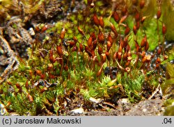 Tortula lanceolata (brodek lancetowaty)