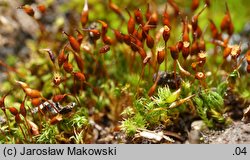 Tortula lanceolata (brodek lancetowaty)