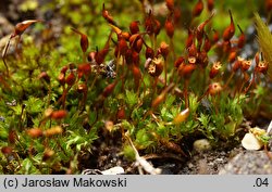 Tortula lanceolata (brodek lancetowaty)