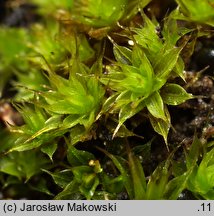 Tortula lanceolata (brodek lancetowaty)