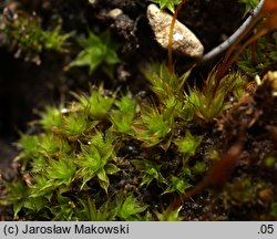 Tortula lanceolata (brodek lancetowaty)