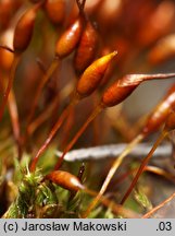 Tortula lanceolata (brodek lancetowaty)