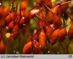 Tortula lanceolata (brodek lancetowaty)