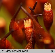 Tortula lanceolata (brodek lancetowaty)