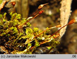 Tortula modica (brodek zwyczajny)