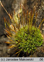 Tortula muralis (brodek murowy)