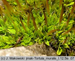 Tortula muralis (brodek murowy)