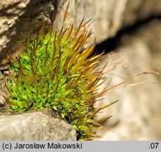 Tortula muralis (brodek murowy)