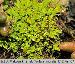 Tortula muralis (brodek murowy)