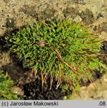 Tortula muralis (brodek murowy)