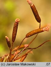 Tortula muralis (brodek murowy)