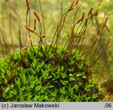 Tortula muralis (brodek murowy)