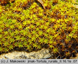 Syntrichia ruralis (pędzliczek wiejski)