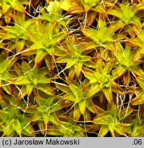 Syntrichia ruralis (pędzliczek wiejski)