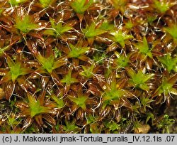 Syntrichia ruralis (pędzliczek wiejski)