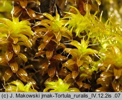 Syntrichia ruralis (pędzliczek wiejski)