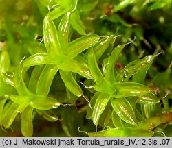 Syntrichia ruralis (pędzliczek wiejski)