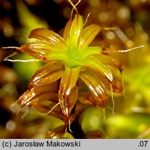 Syntrichia ruralis (pędzliczek wiejski)