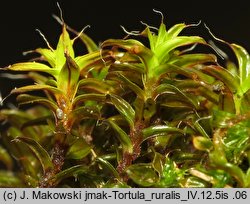 Syntrichia ruralis (pędzliczek wiejski)