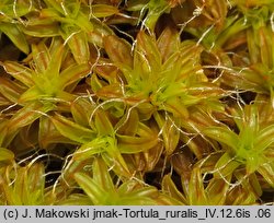 Syntrichia ruralis (pędzliczek wiejski)