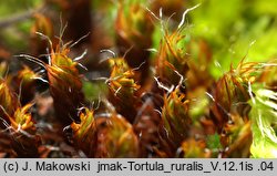 Syntrichia ruralis (pędzliczek wiejski)