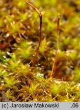 Syntrichia ruralis (pędzliczek wiejski)