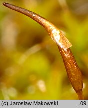 Syntrichia ruralis (pędzliczek wiejski)