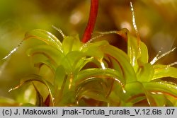 Syntrichia ruralis (pędzliczek wiejski)