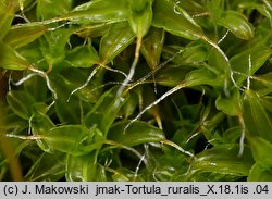 Syntrichia ruralis (pędzliczek wiejski)