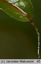 Syntrichia ruralis (pędzliczek wiejski)