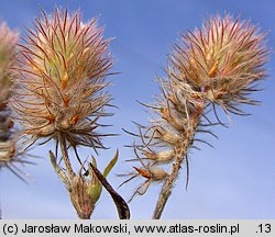 Trifolium arvense