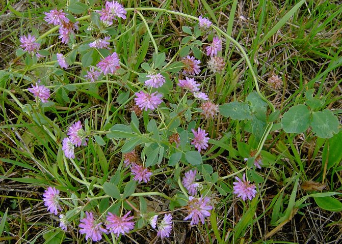 Trifolium resupinatum