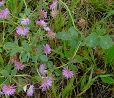 Trifolium resupinatum