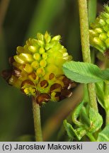 Trifolium spadiceum (koniczyna kasztanowata)