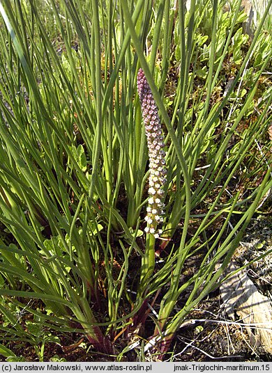 Triglochin maritimum