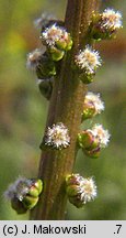 Triglochin maritimum