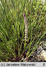 Triglochin maritimum