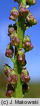 Triglochin maritimum