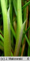 Triglochin maritimum